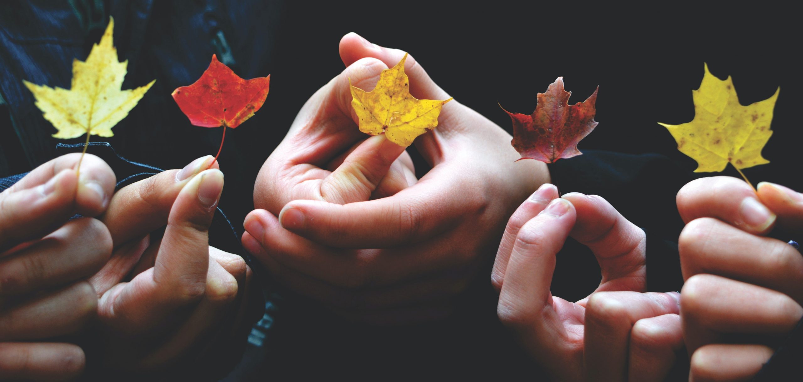 hands holding leaves